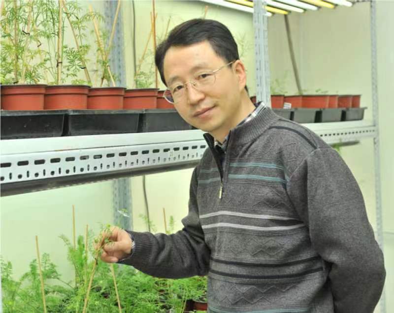 开云app网站创新论坛第一千二百六十八讲暨120周年校庆年系列活动：复杂花瓣的发育与进化