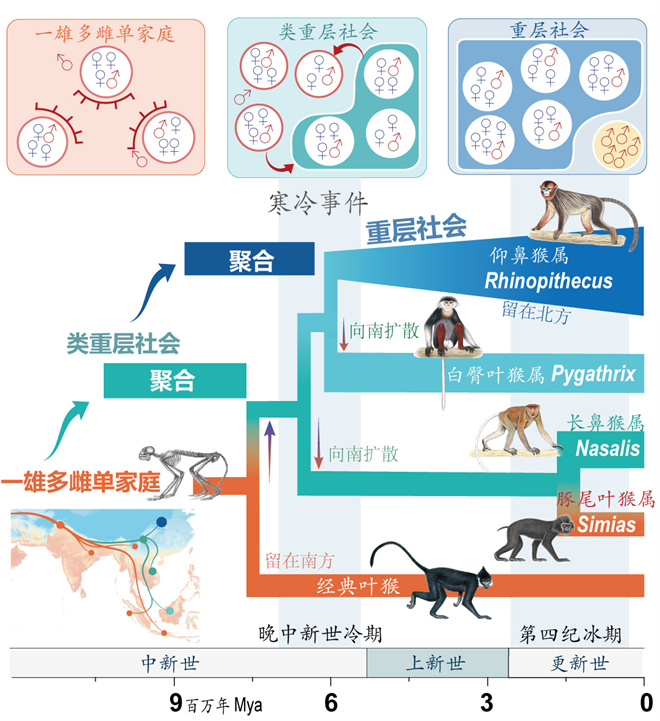Science封面文章:开云app网站金丝猴研究团队首次系统揭示灵长类社会演化之谜_fororder_寒冷事件促进亚洲叶猴社会聚合(供图 齐晓光 赵兰 武进伟)